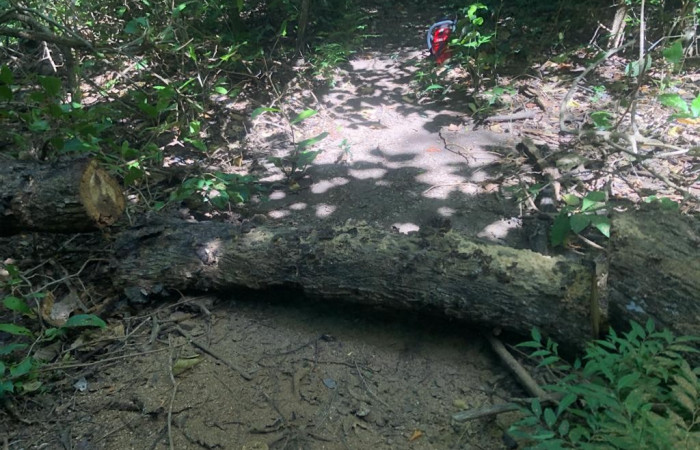 14 diciembre 2019  Foto: Olger Vega