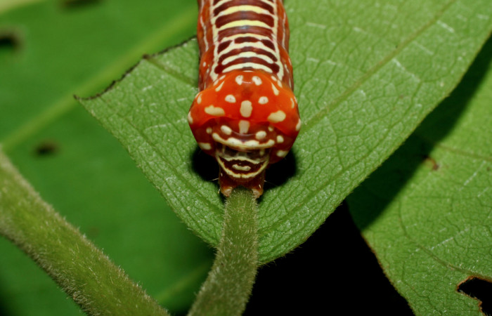 Cola en posición frontal de <i>Cropia rivulosa</i> (Noctuidae), U estadio. Sector Pitilla, Pasmompa. Voucher 05-SRNP-34811-DHJ420486.jpg.