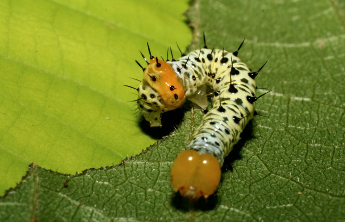 Cabeza en posición frontall de <i>Cropia rivulosa</i> (Noctuidae), PU estadio. Sector Pitilla, Estación Quica. Voucher 08-SRNP-08-SRNP-71630-DHJ444444.jpg.