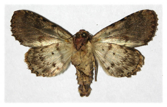  Adulto hembra de <i>Cropia rivulosa</i> (Noctuidae) en posición ventral. Sector Santa Elena, Casa Potrero Grande. Voucher 04-SRNP-14951-DHJ314175.