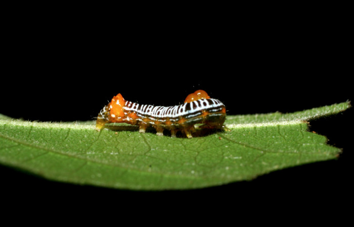  Larva en posición lateral de <i>Cropia rivulosa</i> (Noctuidae), PPU estadio. Sector Pitilla, Pasmompa. Voucher 05-SRNP-34811-DHJ420480.jpg.