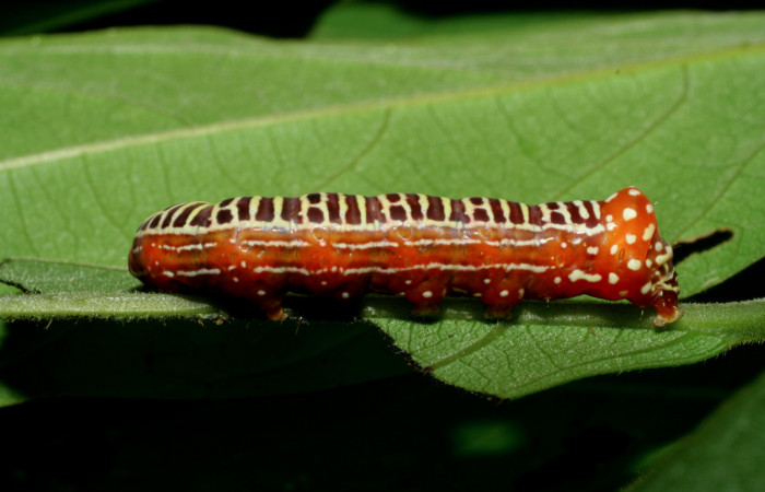  Larva en posición lateral de <i>Cropia rivulosa</i> (Noctuidae), U estadio. Sector Pitilla, Pasmompa. Voucher 05-SRNP-34811-DHJ420483.jpg.
