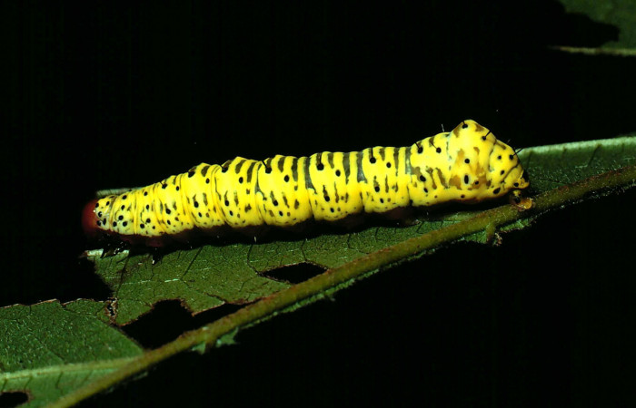  Larva en posición lateral de <i>Cropia rivulosa</i> (Noctuidae), U estadio. Sector Santa Rosa, Bosque húmedo. Voucher 81-SRNP-694-DHJ2891.jpg.