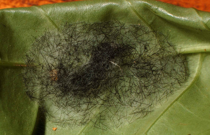 Figura 7. Capullo de <i>Cacostatia sapphira</i> (Erebidae) Sector San Cristóbal, Sendero Pinyal. Voucher 00-SRNP-316-DHJ52577.jpg. 