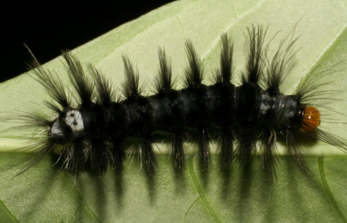 Figura 1. <i>Cacostatia sapphira</i> (Erebidae) último estadio, posición dorsal, Estación Pitilla, Sendero Laguna. Voucher  06-SRNP-31835-DHJ412951.jpg.
