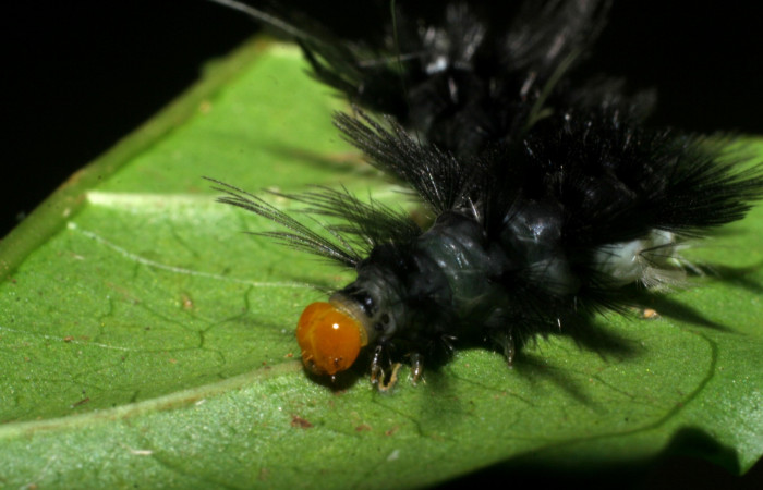 Figura 3. <i>Cacostatia sapphira</i> (Erebidae) último estadio, vista cabeza Sector San Cristóbal, Tajo Angeles. Voucher 08-SRNP-6041-DHJ445079.jpg.