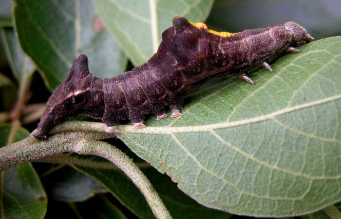 Figura 2. Larva de <i>Stauropides persimilis</i> (Noctuidae) Tercer estadio, posición dorsal. Voucher: 03-SRNP-6781-DHJ400835.jpg.
