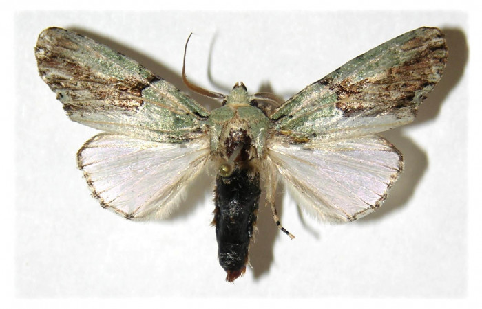 Figura 9. Adulto de Stauropides persimilis (Noctuidae), macho. Voucher: 04-SRNP-14299-DHJ312324.