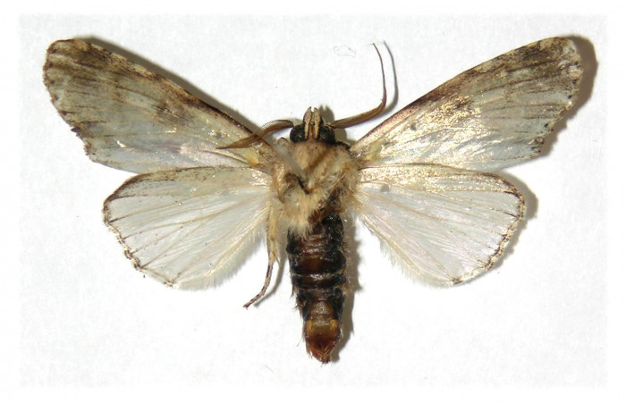 Figura 10. Adulto de <i>Stauropides persimilis</i> (Noctuidae), macho. Voucher: 04-SRNP-14299-DHJ312325.