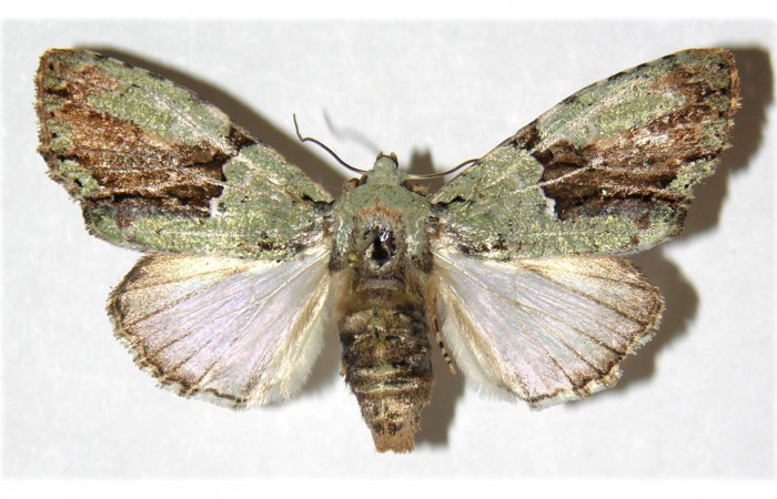 Figura 7. Adulto de <i>Stauropides persimilis</i> (Noctuidae), hembra. Voucher: 04-SRNP-46004-DHJ312316.