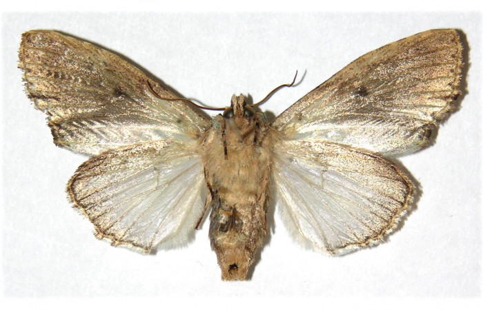 Figura 8. Adulto de <i>Stauropides persimilis</i> (Noctuidae), hembra. Voucher: 04-SRNP-46004-DHJ312317.