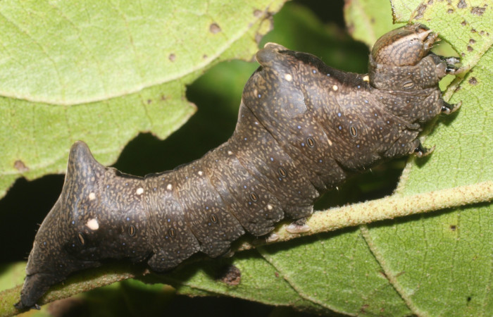 Figura 5. Larva de <i>Stauropides persimilis</i> (Noctuidae) último estadio, posición lateral. Voucher: 19-SRNP-2800-DHJ759149.jpg.
