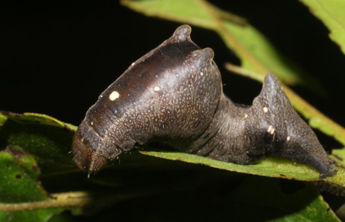 Figura 1. Larva de <i>Stauropides persimilis</i> (Noctuidae) último estadio, posición frontal. Voucher: 19-SRNP-2800-DHJ759152.jpg.
