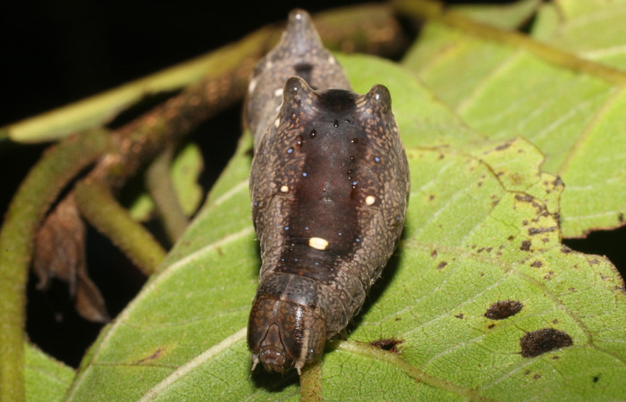 Figura 6. Larva de <i>Stauropides persimilis</i> (Noctuidae) último estadio, posición frontal. Voucher: 19-SRNP-2800-DHJ759156.jpg.
