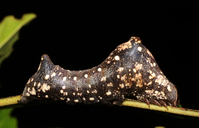 Figura 3. Larva de <i>Stauropides persimilis</i> (Noctuidae) último estadio, posición lateral. Voucher: 19-SRNP-2801-DHJ759163.jpg.
