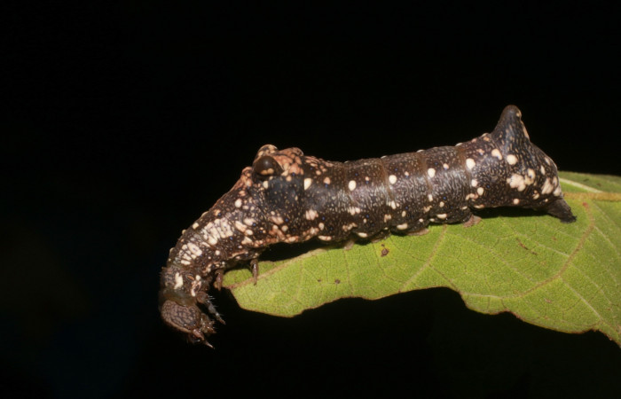 Figura 4. Larva de <i>Stauropides persimilis</i> (Noctuidae) último estadio, posición lateral. Voucher: 19-SRNP-2801-DHJ759171.jpg.