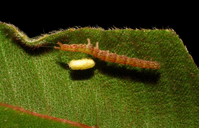 Fig.11  Cadáver y capullo de Braconidae en <i>Antiblemma fuscireticulata</i> . Voucher: 11 07-SRNP-41999-DHJ427680.jpg