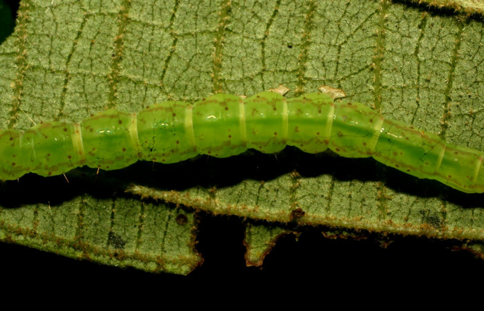 Fig.5  Larva <i>Antiblemma ceras</i> en último estadío mostrando parte frontal. Voucher: 11-SRNP-31898-DHJ494585.jpg