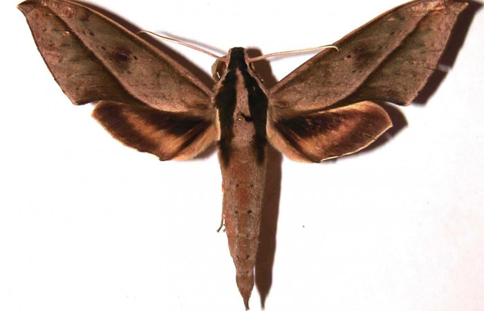 Figura 12. Adulto <i>Xylophanes cyrene</i> (Sphingidae) vista dorsal. (00-SRNP-729-DHJ37388).