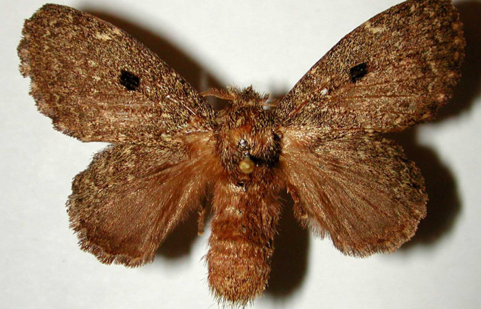 Figura 12. Adulto en posicion dorsal,es una hembra de <i>Euglyphis amathuria</i> Voucher. 00-SRNP-22124-DHJ33230.JPG.