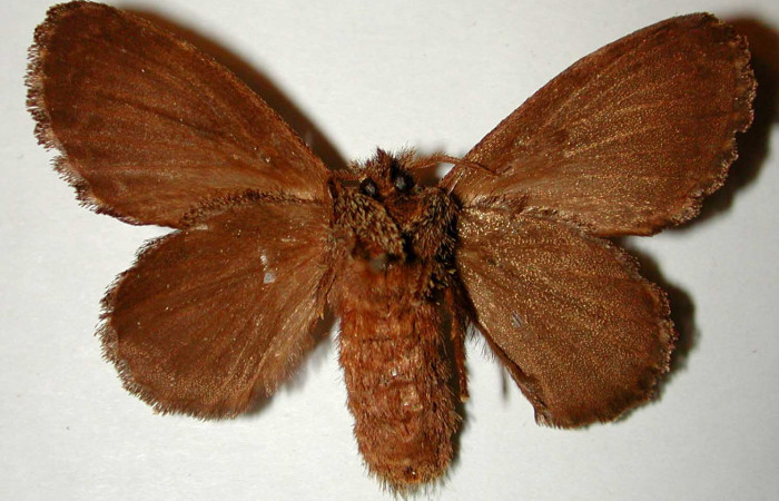 Figura 13. Adulto en posicion ventral, es una hembra de <i>Euglyphis amathuria</i> familia (Lasiocampidae). Voucher, 00-SRNP-22124-DHJ33231.