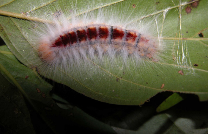 Figura 8. Larva <i>Euglyphis amathuria</i> (Lasiocampidae), posición dorsal. Voucher: 03-SRNP-37154- DHJ91050.