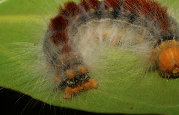 Figura 10. Larva <i>Euglyphis amathuria</i> (Lasiocampidae), posición de la cola. Voucher: 07-SRNP-1945- DHJ421045.