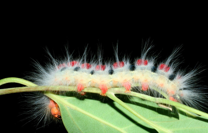 Figura 2. Larva <i>Euglyphis amathuria</i> (Lasiocampidae). posición lateral. Voucher: 09-SRNP-56167- DHJ456889.