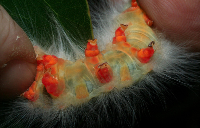 Figura 3. Larva <i>Euglyphis amathuria</i> (Lasiocampidae). posición ventral propagas. Voucher: 09-SRNP-56167- DHJ456894.