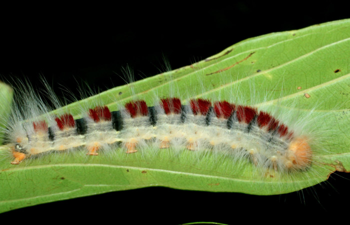 Figura 5. Larva <i>Euglyphis amathuria</i> (Lasiocampidae). posición lateral. Voucher: 09-SRNP-70992- DHJ465283.