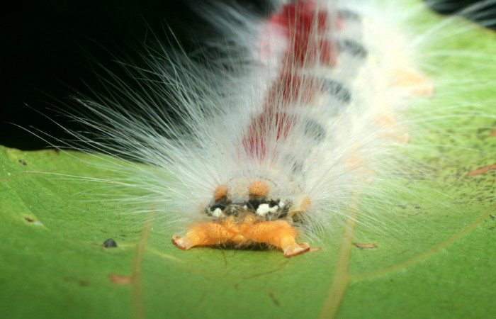 Figura 6. Larva <i>Euglyphis amathuria</i> (Lasiocampidae), posición de la cola. Voucher: 09-SRNP-70992- DHJ465290.