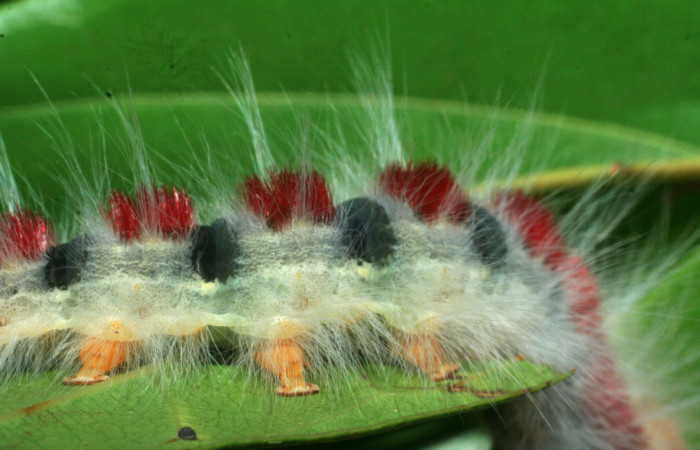 Figura 7. Larva <i>Euglyphis amathuria</i> (Lasiocampidae). Voucher: 09-SRNP-70992-DHJ465292.