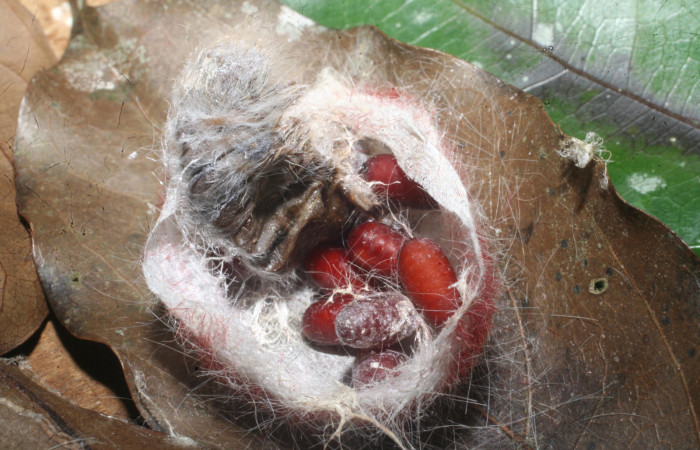 Figura 11. pupario de Tachinidae puesto en Larva <i>Euglyphis amathuria</i> (Lasiocampidae). Voucher: 14-SRNP-65323-DHJ488146.JPG.