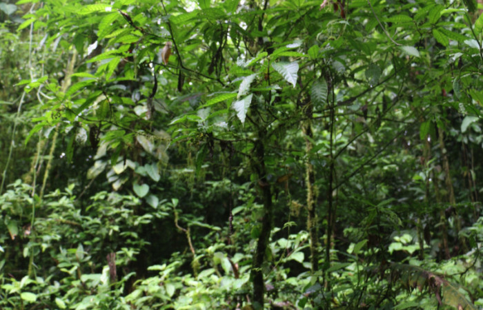 Figura. 1 Habitad <i>Psychotria jimenezii</i>, (Rubiaceae). Area de Conservación Guanacaste, Sector Rincón Rain Forest, Estación Leiva, Sendero Flecha, (elevación 491 metros), colectada el 2  Diciembre 2019. Foto, Jorge Hernández.
