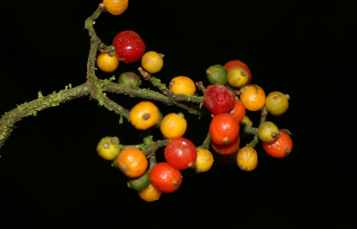 Figura. 9 Frutos maduros, <i>Psychotria jimenezii</i>, (Rubiaceae. Area de Conservación Guanacaste, Sector Rincón Rain Forest, Estación Leiva, Margen de Camino, (elevación 410 metros), colectada el 23 de Agosto 2019. Foto, Jorge Hernández.