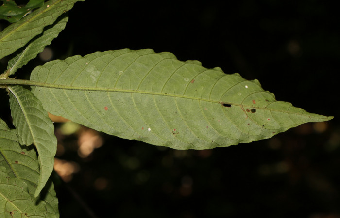 Figura. 5 Posición envés <i>Psychotria jimenezii</i>, (Rubiaceae). Area de Conservación Guanacaste, Sector Rincón Rain Forest, Estación Leiva, Sendero Flecha, (elevación 491 metros), colectada el 2  Diciembre 2019. Foto, Jorge Hernández.
