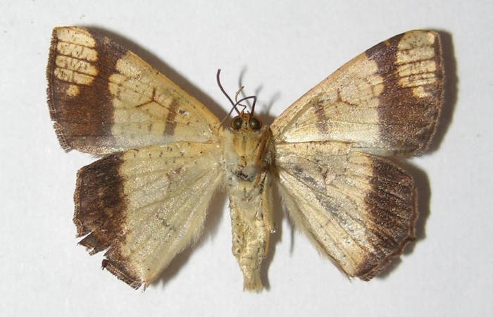 Figura 8. Adulto de <i>Nematocampa completa</i> (Geometridae), macho vista ventral, localidad Sendero Huerta Sector San Cristóbal ACG (527m). Voucher: 05-SRNP-2470-DHJ325839.jpg.
