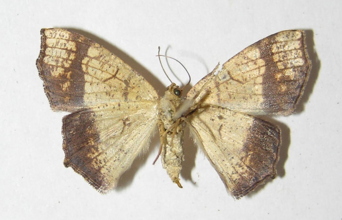 Figura 10. Adulto de <i>Nematocampa completa</i> (Geometridae), hembra vista ventral, localidad Quebrada Otilio Sector Cacao ACG (550m). Voucher: 05-SRNP-49598-DHJ330511.jpg.