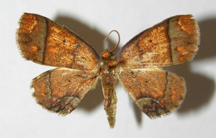Figura 15. Adulto de <i>Melinodes detersaria</i> (Geometridae), vista dorsal, localidad Sendero Vivero Sector San Cristóbal ACG (730m). Voucher: 05-SRNP-7841-DHJ330514.jpg.