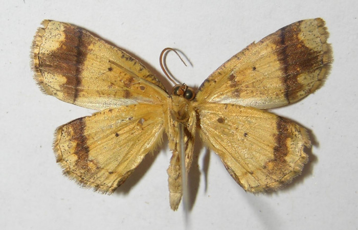 Figura 16. Adulto de <i>Melinodes detersaria</i> (Geometridae), vista ventral, localidad Sendero Vivero Sector San Cristóbal ACG (730m). Voucher: 05-SRNP-7841-DHJ330515.jpg.
