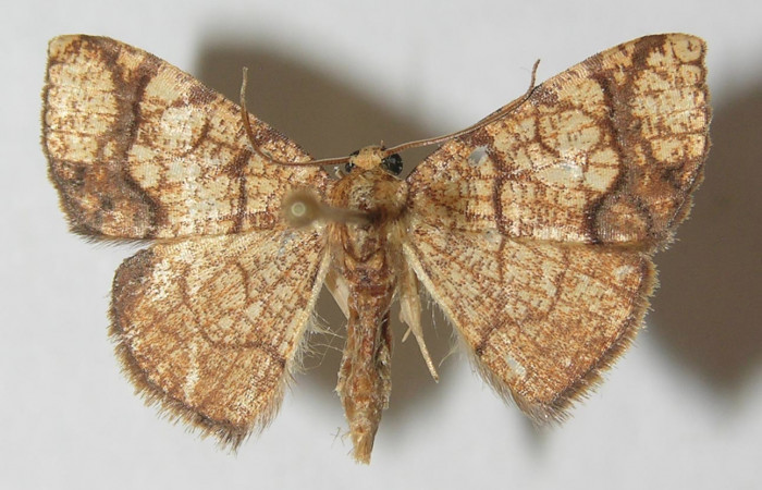 Figura 11. Adulto de <i>Nematocampa arenosa</i> (Geometridae), vista dorsal, localidad Jacobo Sector Rincón Rain Forest ACG (461m). Voucher: 11-SRNP-69673-DHJ541348.jpg.