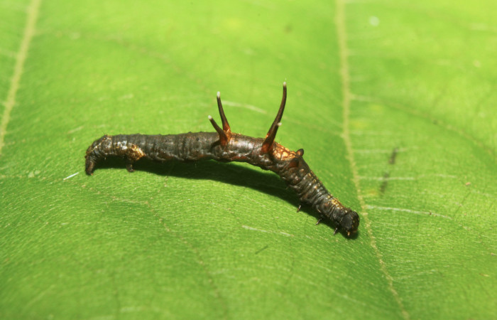 Figura 2. Larva <i>Nematocampa completa</i> (Geometridae), penúltimo estadío (PU) vista dorsal, localidad Medrano Estación Biológica Quica Sector Pitilla ACG (380m). Voucher: 18-SRNP-71661-DHJ750143.jpg.