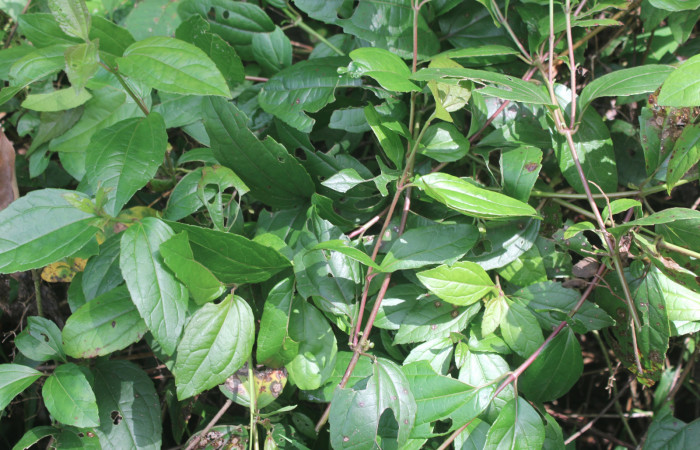 Figura 17. Planta hospedera de <i>Nematocampa completa</i> (Geometridae), planta llamada <i>Heterocondylus vitalbae</i> (Asteraceae), localidad Estación Biológica Quica Sector Pitilla ACG (470m), foto: Ricardo Calero 19 Setiembre 2019.