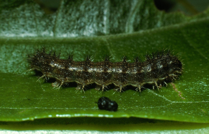Fig. 2. <i>Tegosa</i> anietaDHJ01 (Nymphalidae), larva último estadio, vista lateral. Area de Conservación Guanacaste, Sector Cacao, Sendero Abajo. (03-SRNP-4549-DHJ73417.jpg).