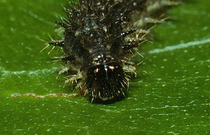Fig. 3. <i>Tegosa</i> anietaDHJ01 (Nymphalidae), larva último estadio, vista frontal. Area de Conservación Guanacaste, Sector Cacao, Sendero Abajo. (03-SRNP-4549-DHJ73418.jpg).