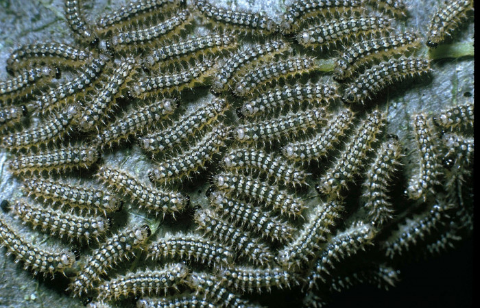 Fig. 1. Grupo de <i>Tegosa</i> anietaDHJ01 (Nymphalidae). Area de Conservación Guanacaste, Sector Cacao, Sendero Toma Agua. Este es un grupo de hermanos de una misma nidada o puesta. (04-SRNP-35509-DHJ85133.jpg).