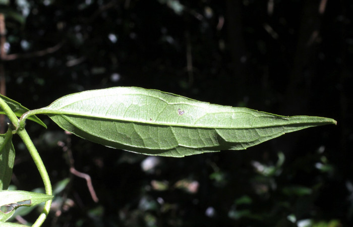 Fig. 11. <i>Salmea scandens</i> (Asteraceae), envés de la hoja. Area de Conservación Guanacaste, Sector Cacao, Sendero Abajo.
