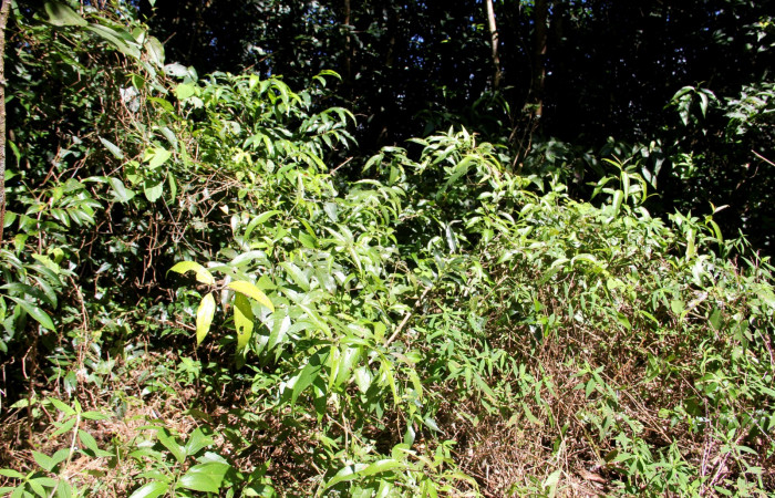 Fig. 9. Hábitat <i>Salmea scandens</i> (Asteraceae), planta hospedera de <i>Tegosa</i> anietaDHJ01 (Nymphalidae). Area de Conservación Guanacaste, Sector Cacao, Sendero Abajo.