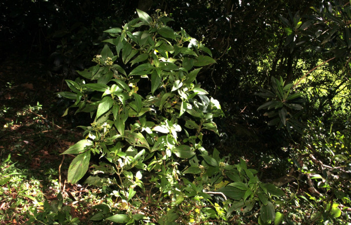 Fig. 12. <i>Schistocarpa oppositifolia</i> (Asteraceae), planta hospedera de <i>Tegosa</i> anietaDHJ01. Area de Conservación Guanacaste, Sector Cacao, Sendero Abajo.