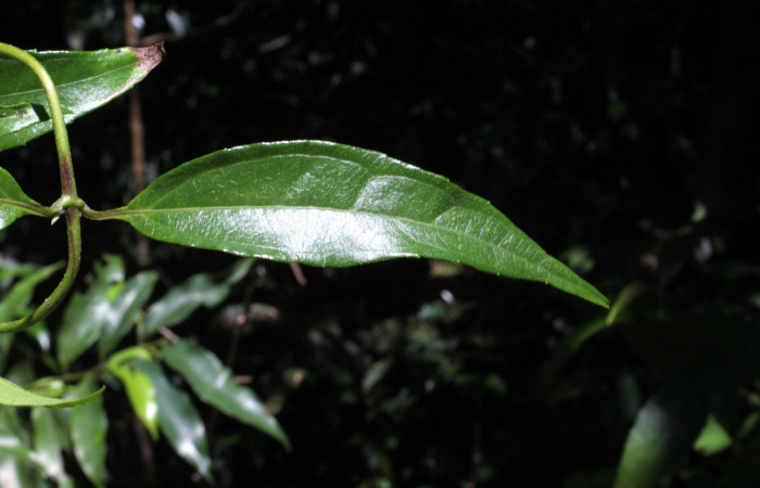 Fig. 10. <i>Salmea scandens</i> (Asteraceae), haz de la hoja. Area de Conservación Guanacaste, Sector Cacao, Sendero Abajo.